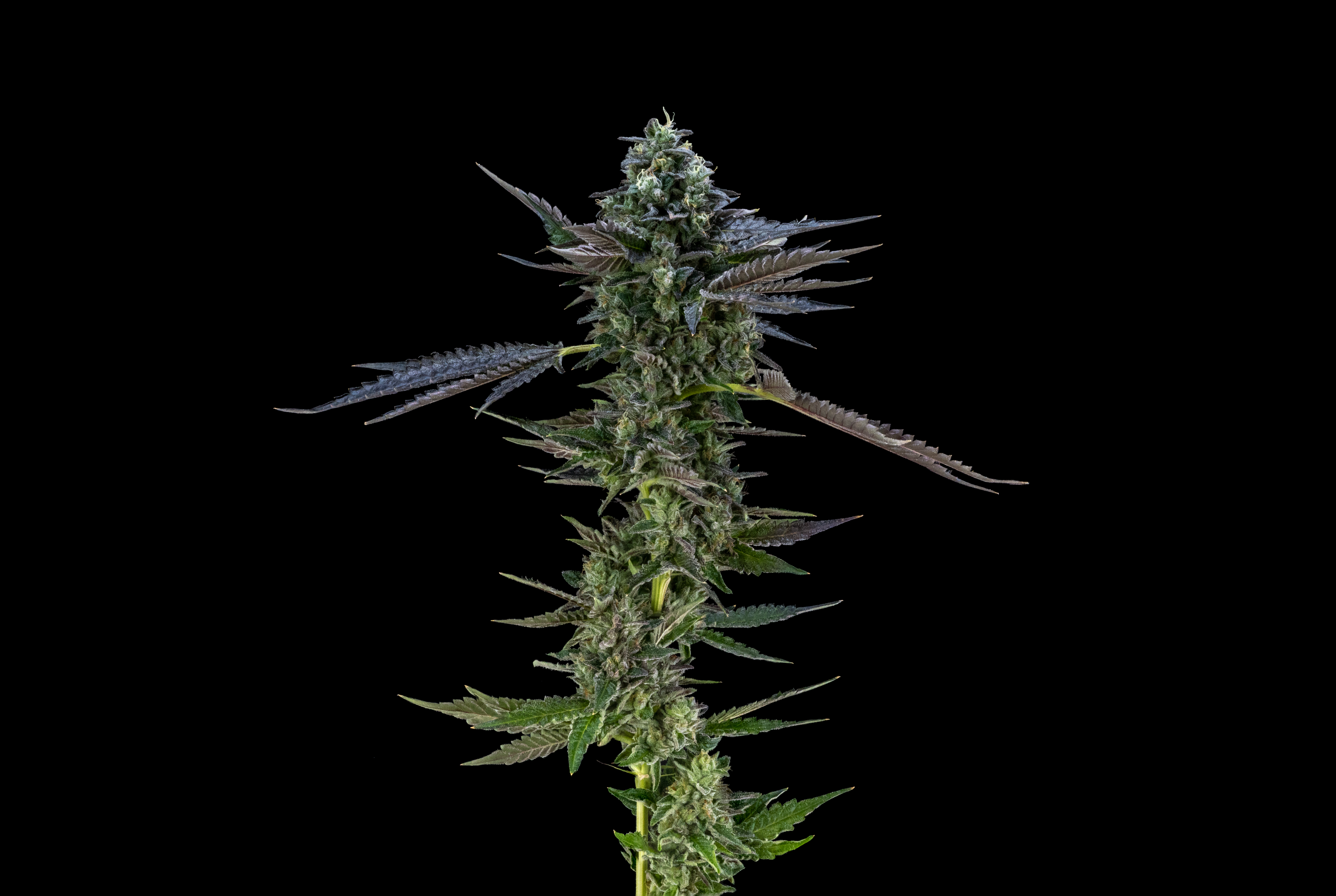 FloraCal Farms: Strain Index